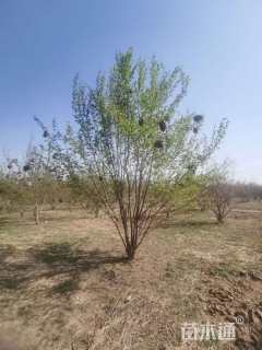 高度500厘米丛生暴马丁香