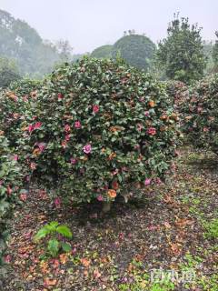 冠幅160厘米茶梅球