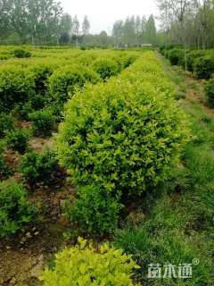 冠幅120厘米金叶女贞球