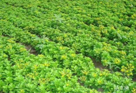 高度20厘米德国景天