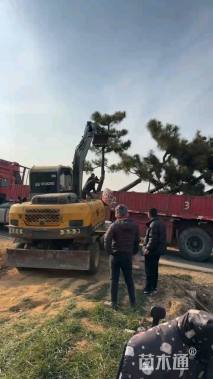 高度450厘米黑松