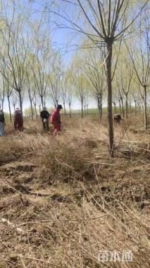 高度200厘米金叶榆小苗