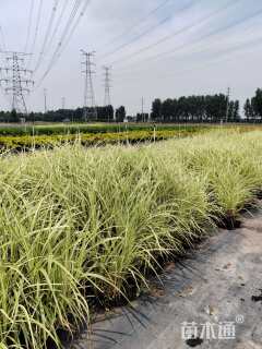 高度60厘米花叶芒