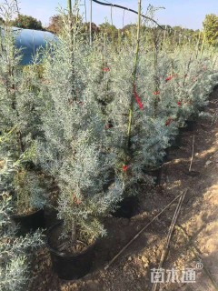 高度120厘米蓝冰柏