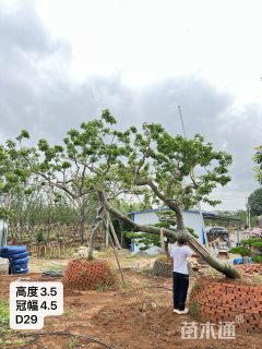 29公分造型铁冬青