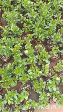 高度30厘米红车