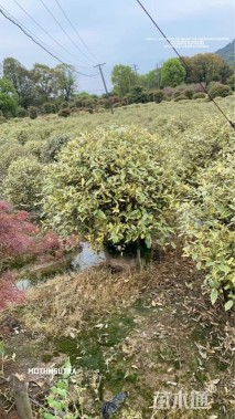 高度90厘米胡颓子