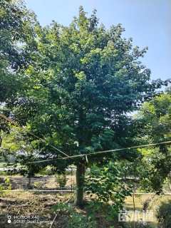 30公分大腹木棉