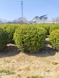 冠幅120厘米瓜子黄杨球