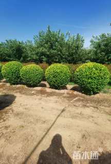 冠幅180厘米金叶女贞球