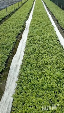 高度15厘米金叶过路黄