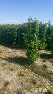 高度180厘米大叶黄杨