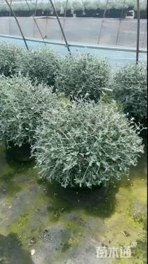 高度40厘米灌从石蚕