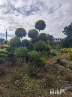 10公分造型亮晶女贞
