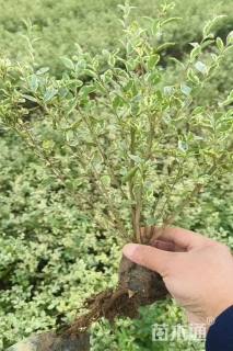 高度30厘米银姬小蜡