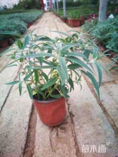 高度20厘米墨西哥鼠尾草