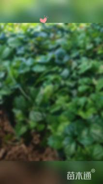 20厘米三叶地锦