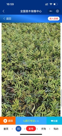 高度40厘米柳叶十大功劳