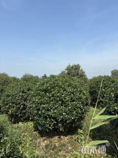 冠幅120厘米无刺枸骨球