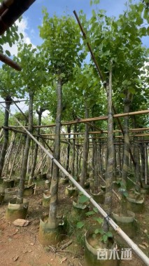 高度320厘米紫荆