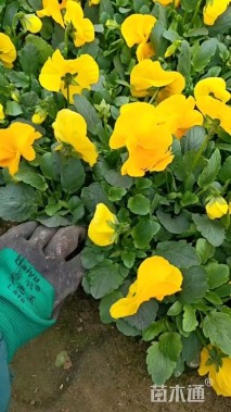 高度10厘米三色堇