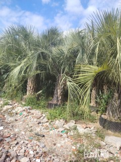 裸干高100厘米布迪椰子