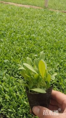 高度20厘米金鸡菊