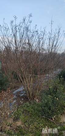 高度2500厘米丛生紫薇