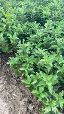 高度60厘米红王子锦带