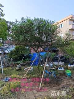 高度330厘米栀子花