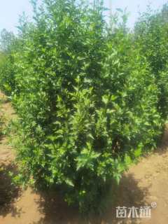 高度250厘米木槿