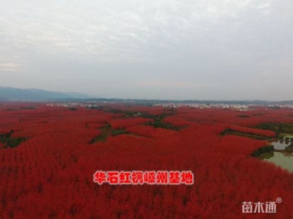16公分美国红枫