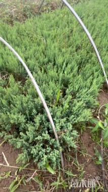 高度10厘米刺柏