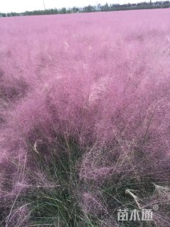 高度60厘米粉黛乱子草