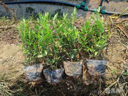 高度30厘米小叶栀子小苗