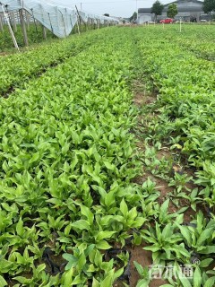 高度10厘米玉簪