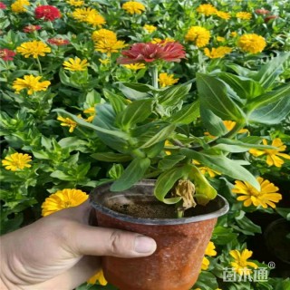 百日草