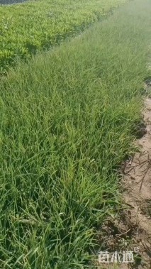 高度30厘米紫露草