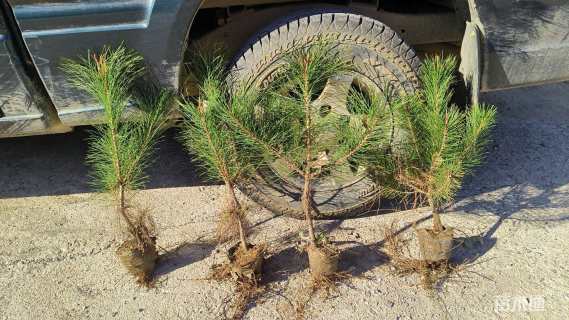 高度75厘米油松