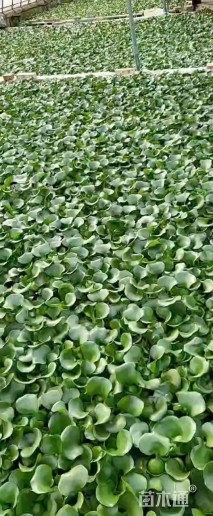 高度20厘米水葫芦