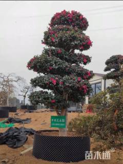 高度250厘米茶梅