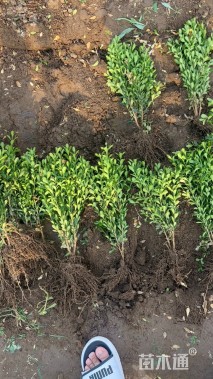 高度40厘米瓜子黄杨