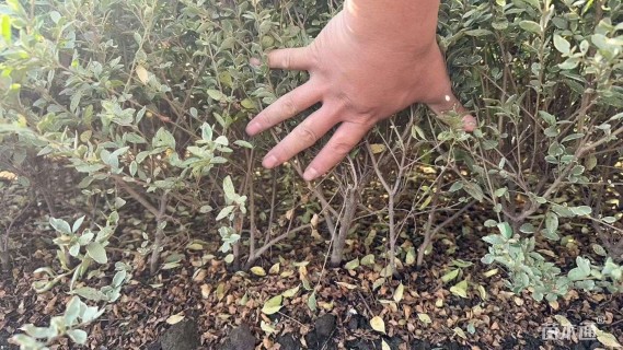 高度40厘米银姬小蜡