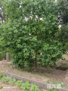 15公分乌桕