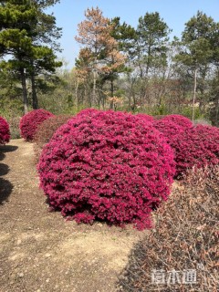 冠幅150厘米红花继木球