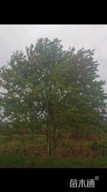 60公分丛生乌桕