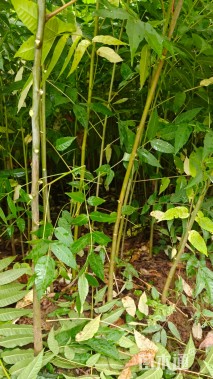 高度140厘米香椿小苗