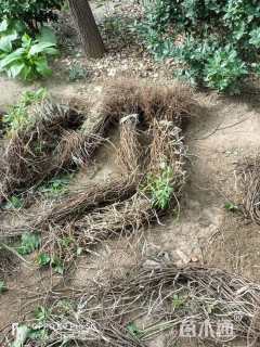 150厘米五叶地锦