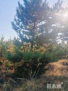 30公分造型油松