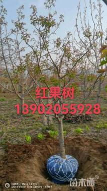 高度400厘米红果树
